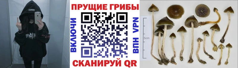 Псилоцибиновые грибы Magic Shrooms купить наркотики сайты Гусиноозёрск